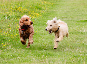 Two dogs running and playing